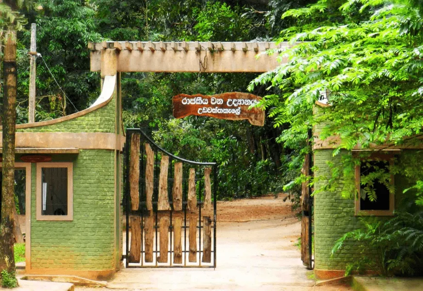 Udawatta Kele Sanctuary In Sri Lanka